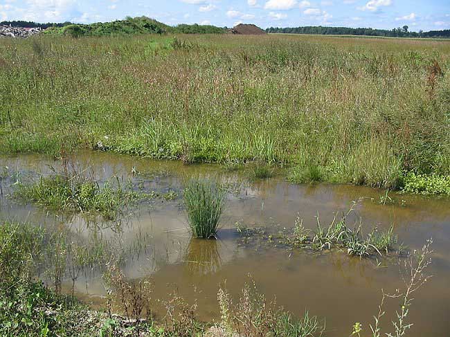 22.8.2004: Staun�sse nach Regenf&auml;llen

